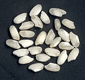 Arborio Rice